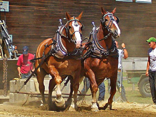draft horses for sale
